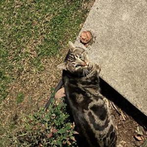 Found Cat Unkown
