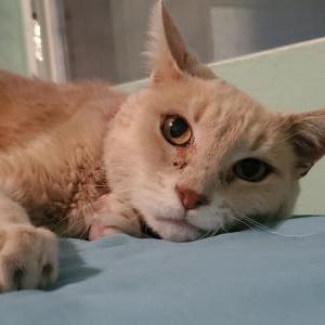 Found Cat Unsure