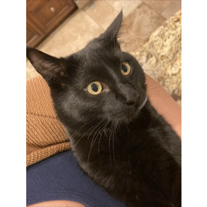 Lost Cat Waldorf