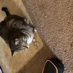 Lost Cat Pepper