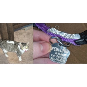 Found Cat unknown