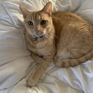 Lost Cat Festus