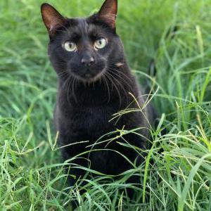 Lost Cat Loki