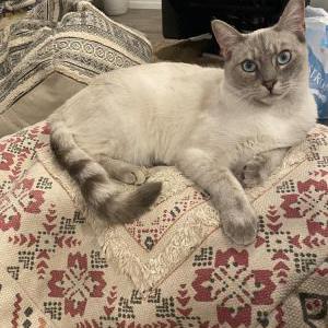 Lost Cat Ivory