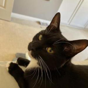 Lost Cat Kitty