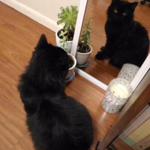 Lost Cat Minky