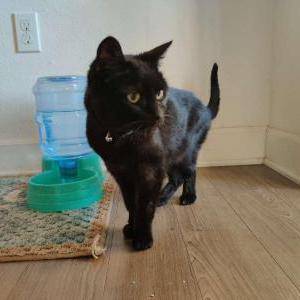 Lost Cat SNICKERS (black cat)