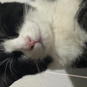 Lost Cat Socks
