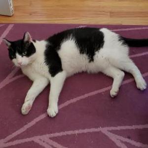 Lost Cat Beefy