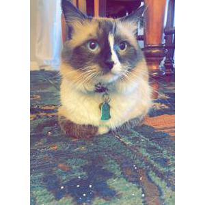 Lost Cat Blaze