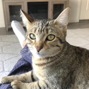 Lost Cat Aspen