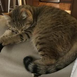 Lost Cat Leo
