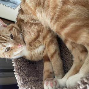Lost Cat Pretzel