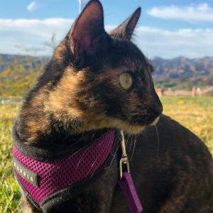 Lost Cat Shelby