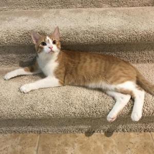 Lost Cat Simba