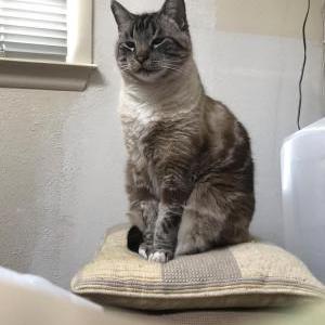 Lost Cat Mojo