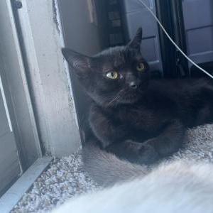 Lost Cat Rocket