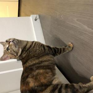 Found Cat Unknow