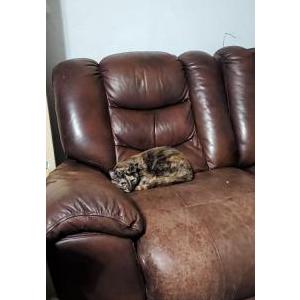 Lost Cat Rory (Aurora)
