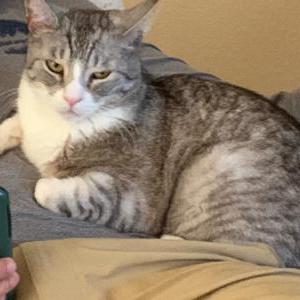 Lost Cat Lucy