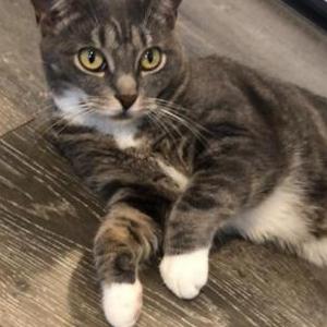 Lost Cat Frida