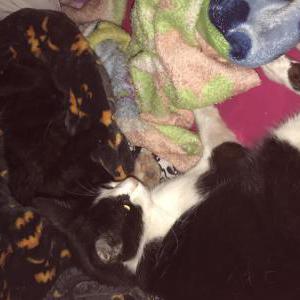 Lost Cat Gogur
