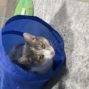 Lost Cat Mechee