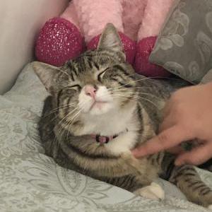 Lost Cat Bean