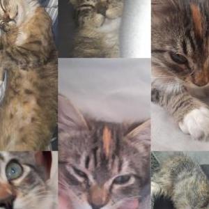 Lost Cat Felina