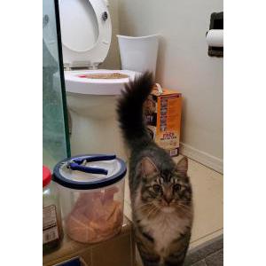 Lost Cat Mishka