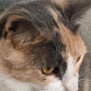 Lost Cat Baby