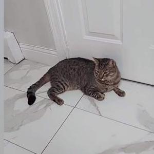 Lost Cat Meowcles