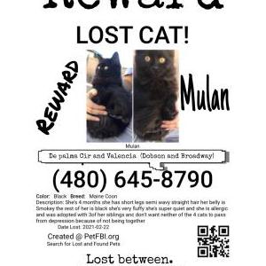 Lost Cat Mulan