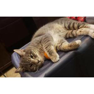 Lost Cat Bishop