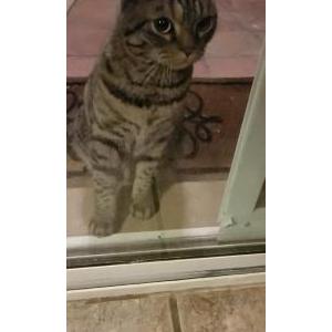Found Cat Unknown