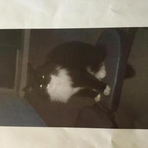 Lost Cat Fluffy Cat