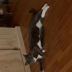 Lost Cat Princess Stormy