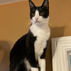 Lost Cat Finn