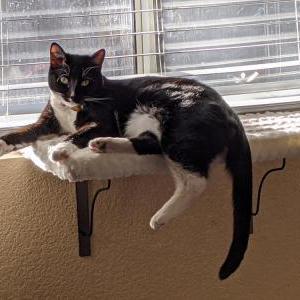Lost Cat Finn