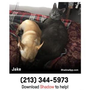 Lost Cat Jake