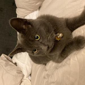 Lost Cat Finn