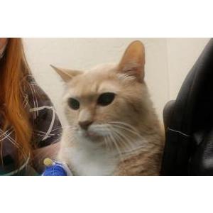 Lost Cat Simba