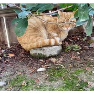 Lost Cat Allie