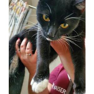 Found Cat Unknown