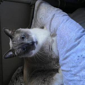 Lost Cat Walter