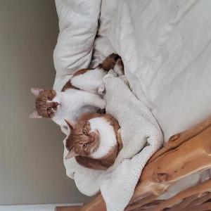 Lost Cat Bo