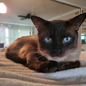 Lost Cat Fish