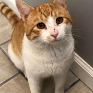 Lost Cat Julius ( Mew )