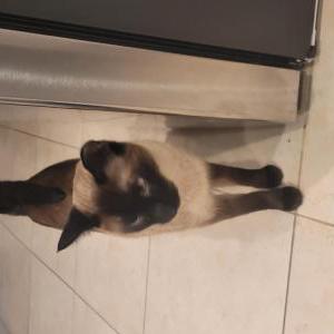 Lost Cat Blue