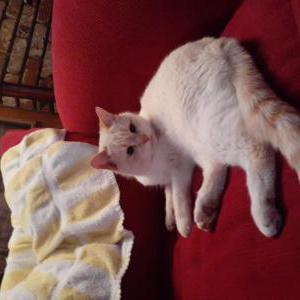 Lost Cat Kiki